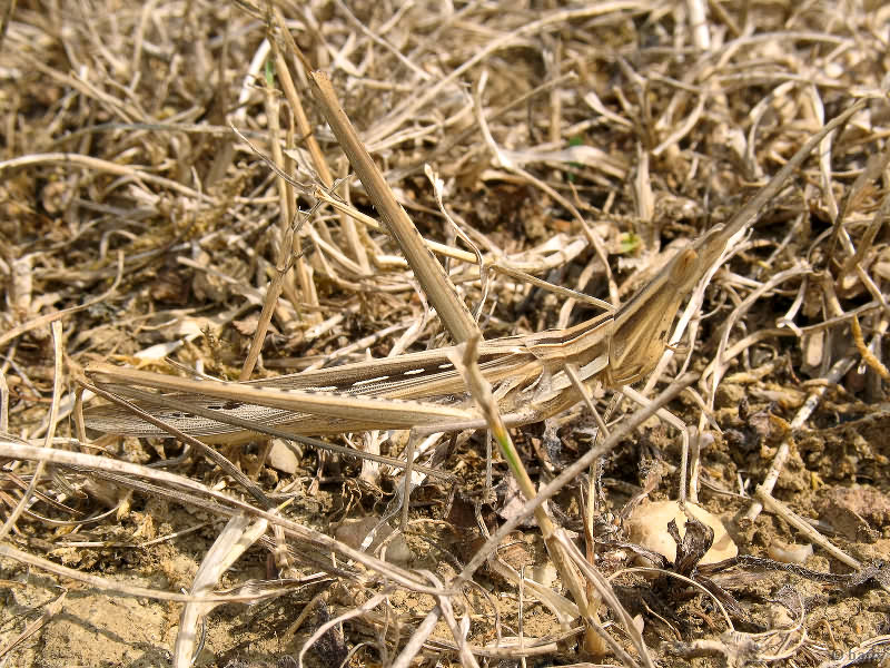 Acrida ungarica (Herbst, 1786)